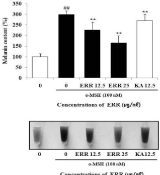 Fig.  4.  Effect  of  ethanol  extract  of  Rosae  rugosae   Flos  on  the  tyrosinase  activity  in  B16F10  cells  stimulated with α-MSH.