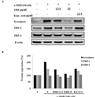 Fig.  6.  Effect  of  ethanol  extract  of  Rosae  rugosae  Flos  on  melanogenic  enzyme  expressions  in  B16F10  cells stimulated with α-MSH.