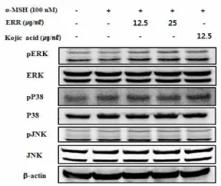 Fig.  8.  Effect  of  ethanol  extract  Rosae  rugosae   Flos  on  the phospholylation of MAPKs in B16F10 cells.
