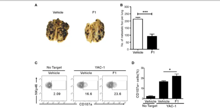 FIGURE 4 | Ginsenoside F1 (G-F1) enhances NK cell-mediated protection against pulmonary metastatic melanoma in vivo