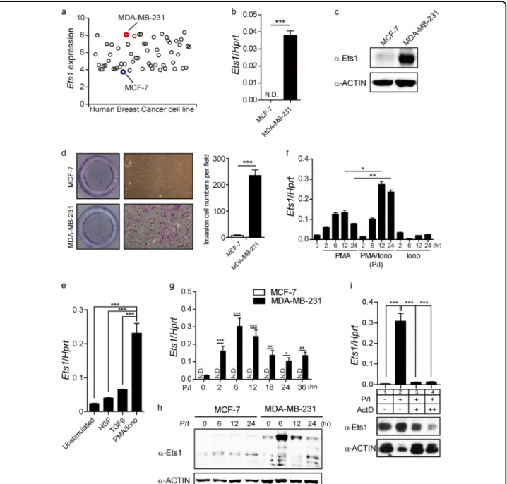 Fig. 1 Comparative analyses of Ets1 expression between metastatic MDA-MB-231 and less metastatic MCF-7 breast cancer cells