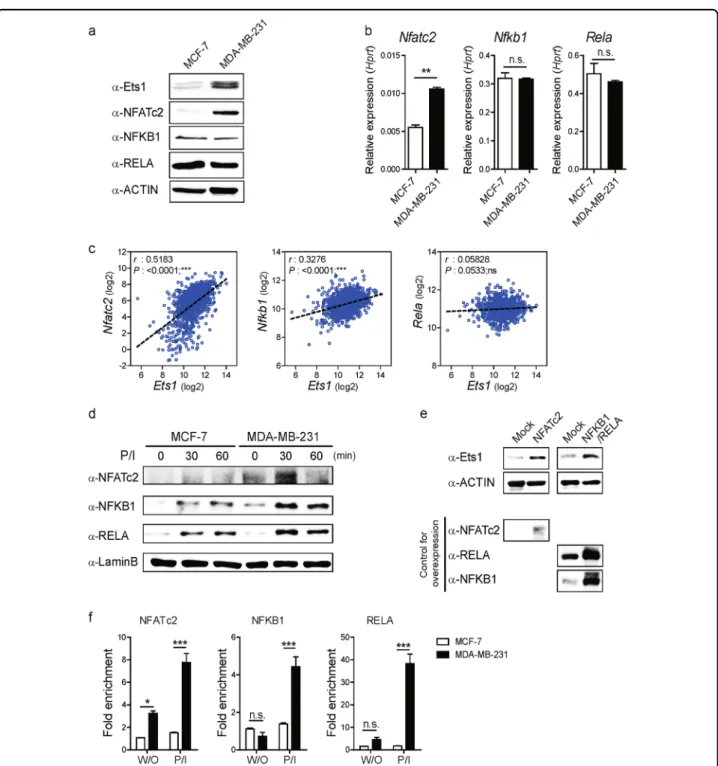 Fig. 3 NFATc2 and NFKB1/RELA regulate Ets1 expression in breast cancer cells. a, b Comparison of NFATc2, NFKB1, and RELA protein and transcript levels in whole cell lysates of MCF-7 and MDA-MB-231 cells determined by a Immuno-blot and b qRT-PCR normalized 