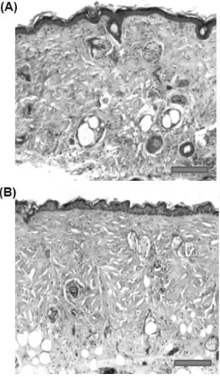 Fig. 1. Histological evaluation of preconditioning. 