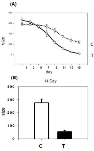 Fig. 3. Size  of  impaired  skin  of  burned  mouse  back  of  untreated  control  group,  C  (A)  and  treated  with  Gamijaungo  group,  T  (B)  on  the  15th  day  of  experiment