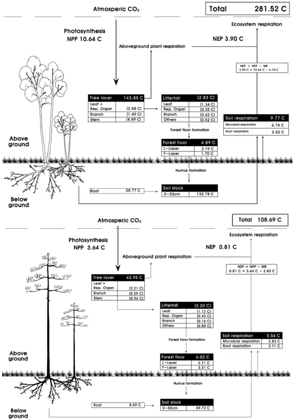 Figure  5.  Compartment  model  showing  the  distribution  and  flow  organic  carbon  of  the  Quercus  mongolica(top)  and  Pinus  densiflora(bottom)  forest  in  the  study  area  Box:  standing  carbon(ton  C  ㏊ -1 ),  arrow:  flux(ton  C  ㏊ -1 yr -1 