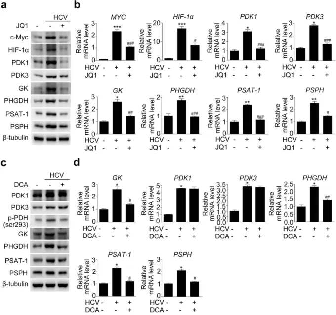Figure 4.  Pharmacological inhibition of c-Myc and PDK reduces the mRNA and protein levels of enzymes  involved in glycolysis and serine synthesis in JFH-1-infected Huh7.5 cells