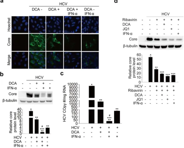 Figure 6.  DCA potentiates the inhibitory effect of interferon (IFN)-α or ribavirin on HCV replication