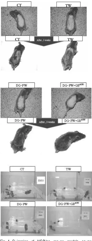 Fig. 1. Swimming  of  NC/Nga  mouse  models  caused  atopic dermatitis