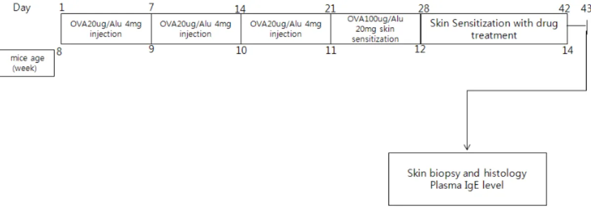Fig.  1.  General  schematic  diagram  of  studies.  Female  Balb/c  mice  were  intraperitioneally  sensitized  with  OVA(20  ㎍)  plus  Alu(4  mg)  three  times  weekly  and  then  sensitized  with  OVA(100  ㎍)  plus  Alu(20  mg)  applied  in  100  ㎕  to 