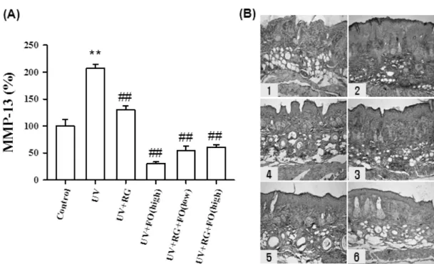 Fig. 3. Effect of complex diet of red ginseng and fish oil on expression level of MMP-13 in  UV-irradiated mouse skin.