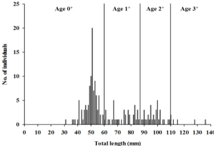 Figure  2.  Histogram  of  Zacco  platypus  composition  with  total  length  and  nonlinear  regression  analysis  in  Yangjae  stream  from  August  2012