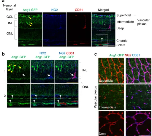 Figure 4 | Pericyte is not a source of Ang1 in the retinal vessels. (a,b) Cross-sectional images of retina of Ang1-GFP knock-in mouse at P5