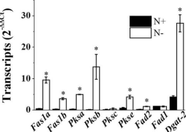 Figure 2.  Transcript levels of cytosolic fatty acid and lipid biosynthesis genes in N
