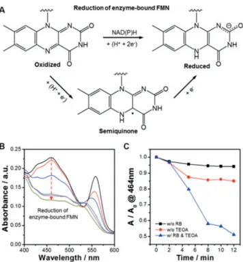 Figure 2. A) Spectrophotometric changes in the absorbance of RB upon addition of TsOYE