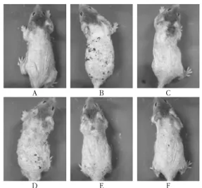Fig. 1. Therapeutic  effect  of  SAE  in  NC/Nga  mice  with  allergic  contact  dermatitis  induced  by DNCB
