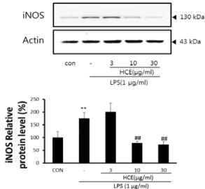 Fig.  2.  The  inhibitory  effect  of  HCE  on  iNOS  induction  by  LPS.
