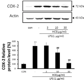 Fig.  3.  The  inhibitory  effect  of  HCE  on  COX-2  induction  by  LPS.