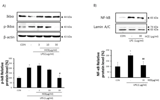 Fig.  4.  Effects  of  HCE  on  the  activation  of  NF-κB  (p65).