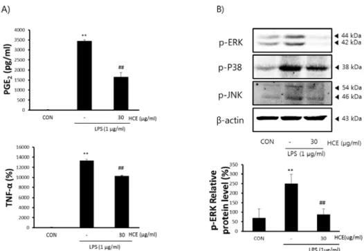 Fig.  5.  The  inhibitory  Effects  of  HCE  on  the  production  of  cytokines  and  expression  of  mitogen  activated  protein  kinases  (MAPKs).