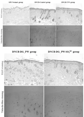 Fig.  10.  Histologic  test  in  dorsal  skin  of  NC/Nga  mouse