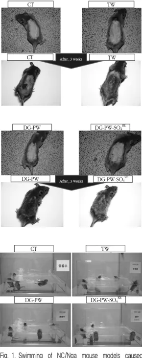 Fig. 1. Swimming  of  NC/Nga  mouse  models  caused  atopic  dermatitis