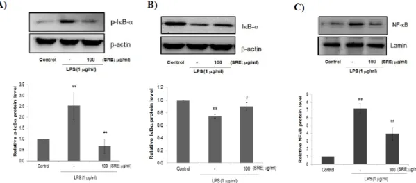 Fig.  4.  Effect  of  SRE  on  the  LPS-mediated  NF-κB  activation  in  Raw264.7  cells