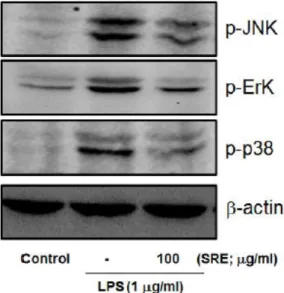 Fig. 5. Effect  of  SRE  on  the  LPS-mediated  MAPKs  phosphorylations  in  Raw264.7  cells