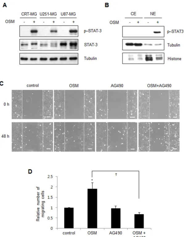 Figure 2 | OSM induces STAT-3 activation and migration in astroglioma cells. (A) Whole cell lysates from the CRT-MG, U251-MG and U87-MG cells treated with OSM (10 ng/mL) for 30 min were analyzed by immunoblotting against total STAT-3 and p-Y705-STAT-3