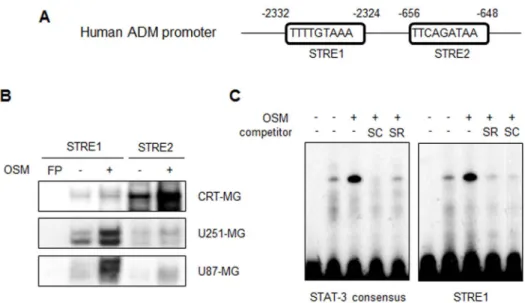 Figure 3 | STAT-3 binds to the ADM promoter in the presence of OSM. (A) The human ADM promoter