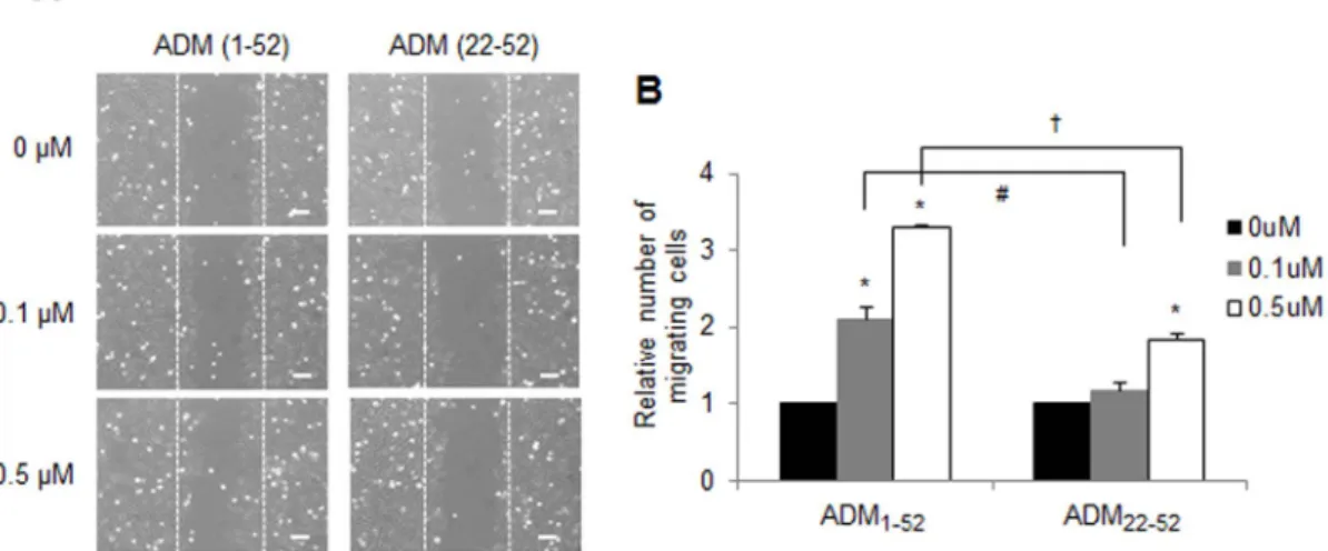 Figure 6 | ADM enhances the invasion activity of human astroglioma cells. (A) Representative micrographs of the scratch wound healing assay in CRT- CRT-MG cells in the absence or presence of either ADM 1-52 or ADM 22-52 at 48 h