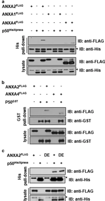 Figure 1 ANXA2 interacts with the p50 subunit of NF- κB in a Ca 2+ -independent manner