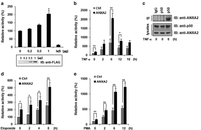 Figure 2 The transcriptional activity of NF- κB is upregulated by ectopically expressed ANXA2