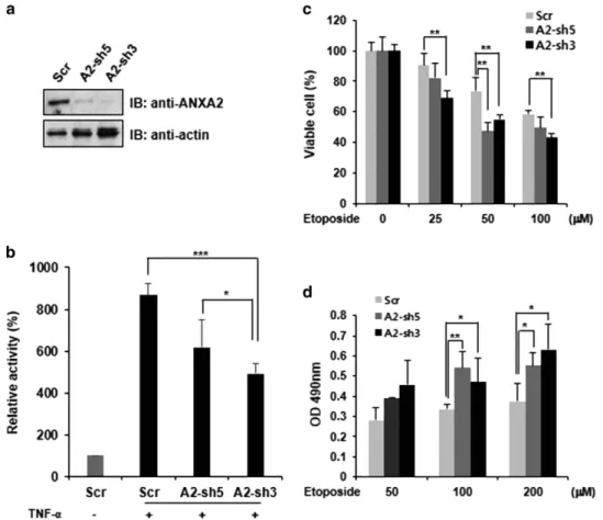 Figure 4 ANXA2 knockdown affects NF- κB activity and decreases cell viability. (a) HeLa cells were infected with a retrovirus expressing scrambled control DNA (SCR), ANXA2-targeting shRNA-5 (A2-sh5), or ANXA2-targeting shRNA-3 (A2-sh3), and transduced cell