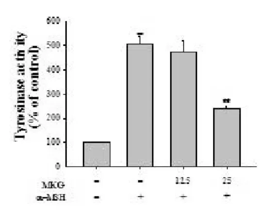 Fig. 8. Effects  of  MKG  on  the  p-CREB  protein  expressions  in  B16/F10  cells. 