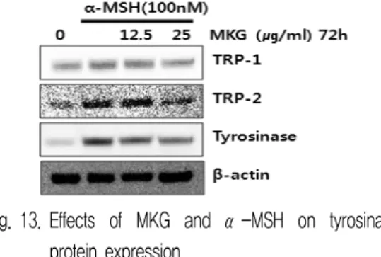 Fig.  14.  Effects  of  MKG  and  α-MSH  on  CREB  protein  expression. 