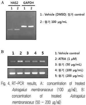 Fig. 4. RT-PCR  results,  A:  concentration  of  treated  Astragalus  membranaceus   (100  ㎍/㎖),  B: 