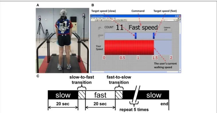FIGURE 1 | (A) The experimental setup for EEG data collection during treadmill walking