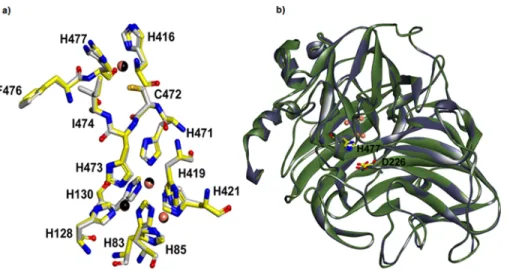 Fig 4. Overall structure of YlLac with its template. (a) Putative catalytic and copper binding domains of YlLac (yellow color carbon) superimposed on Trametes sp