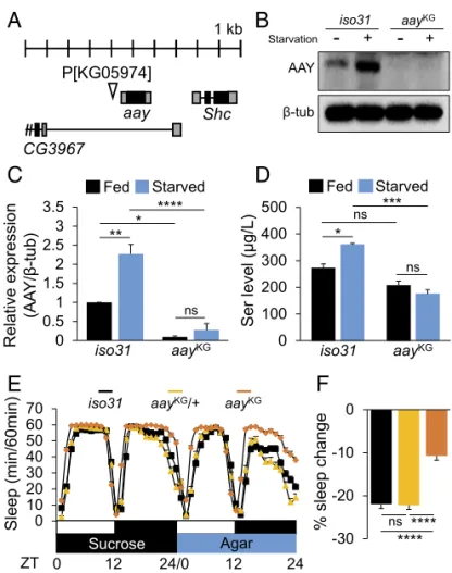 Fig. 2. Starvation-induced aay expression elevates free serine levels in heads and supports sleep suppression during starvation