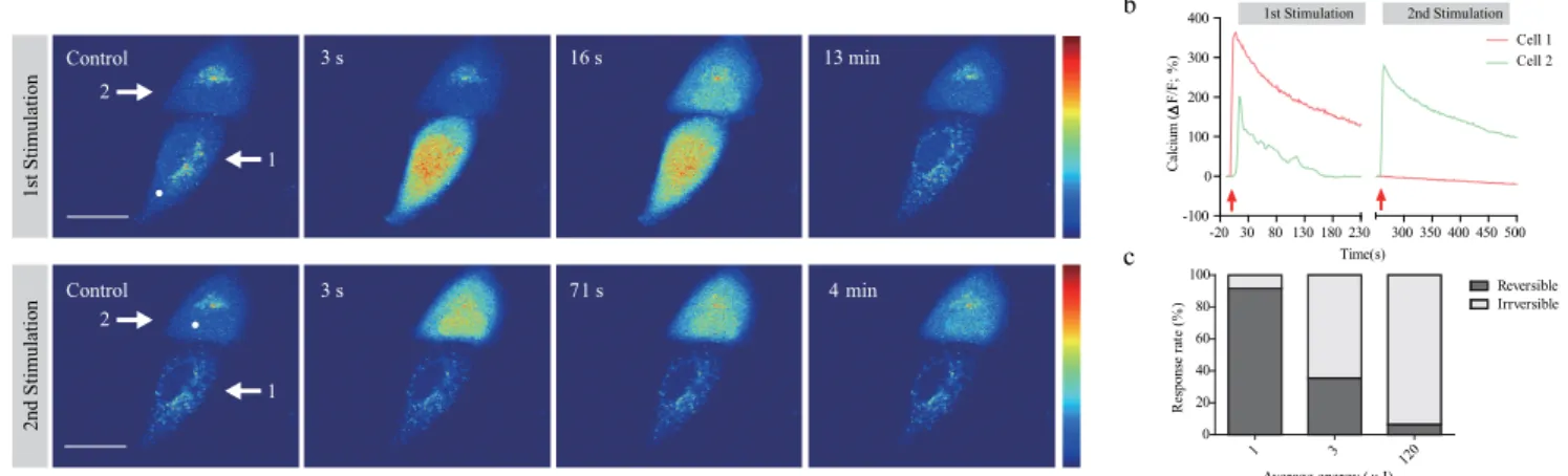 Figure 1 | Laser-induced Ca 21 response and irreversible changes in HeLa cells. (a) Representative temporal dynamics of laser-induced Ca 21 response and cell death in HeLa cells