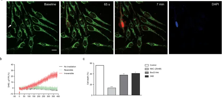 Figure 3 | Laser-induced formation of intrinsic ROS. (a) Representative temporal dynamics of laser-induced intrinsic ROS formation in the irradiated cell