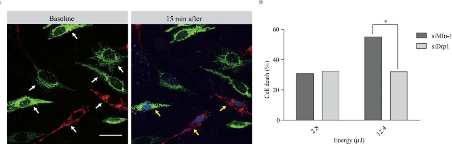 Figure 4 | Analysis of mitochondrial dynamics via laser-induced intrinsic ROS. (a) Representative images of genetically modified mitochondrial dynamics and laser-induced cell death