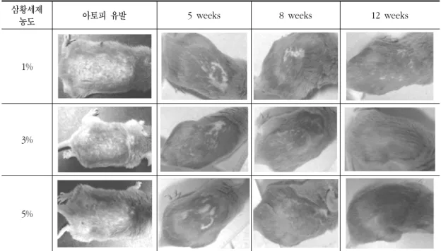 Fig.  4.  Clinical  skin  features  of  dermatitis  in  NC/Nga  atopy  dermatitis  model  mice.