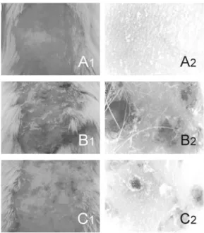 Fig. 2. Effects  of  SR  on  changes  of  body  weights  in  ACD  mice 