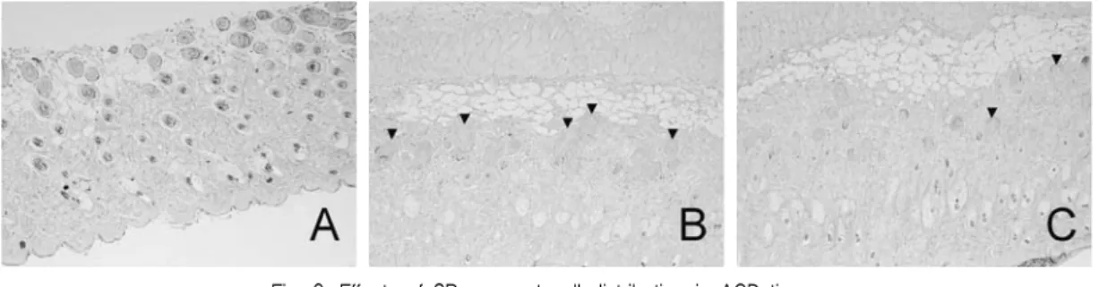 Fig.  8.  Effects  of  SR  on  serum  level  of  IFN-ɤ  in  ACD  mice 