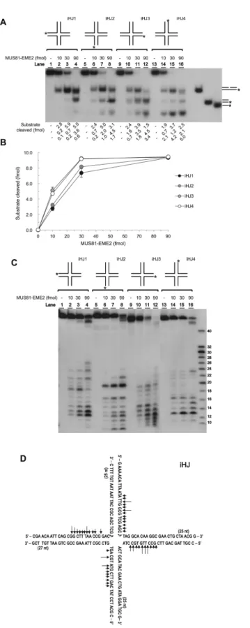 Figure 7. Cleavage sites of human MUS81-EME2 on iHJ. (A) Endonuclease assays were performed as described in the Materials and Methods section using four differently labeled iHJ substrates (iHJ1, iHJ2, iHJ3 and iHJ4)