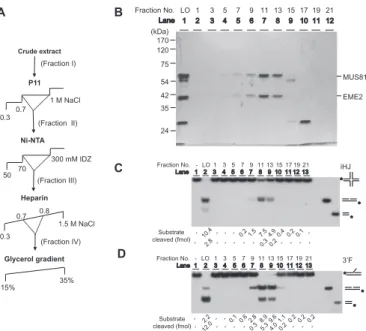 Figure 1. Purification of the recombinant human MUS81-EME2 com- com-plex from E. coli extracts that contains intrinsic endonuclease activity which can cleave intact Holliday junction (iHJ)