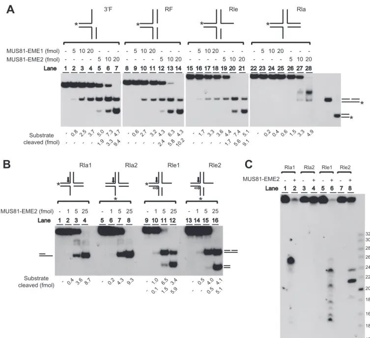 Figure 3. Human MUS81-EME2 processed different RF structures. (A) Standard endonuclease assays were performed with 15 fmol of 3  F, RF, Rle and Rla substrates in the presence of increasing amount (5, 10 and 20 fmol) of MUS81 complexes