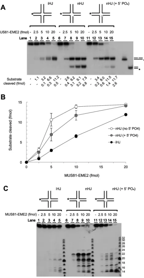 Figure 6. Analysis of HJ cleavage activity of recombinant MUS81-EME2. (A) The structures of DNA substrates used are shown at the top of the gel
