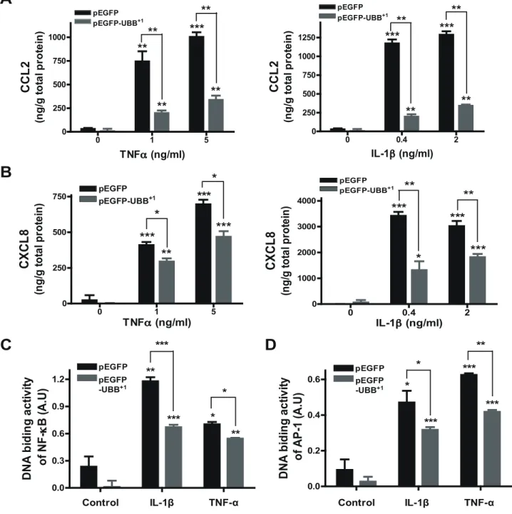 Figure 2. Effect of UBB +1 on IL-1b- and TNF-a-mediated chemokine expression. CRT-MG cells stably expressing pEGFP or pEGFP-UBB +1 were treated with varying doses of TNF-a or IL-1b for 24 h, and the supernatant was assayed for CCL-2 (A) or CXCL-8 (B) prote
